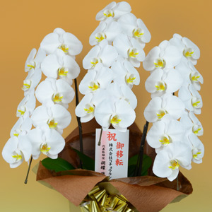 立札の選び方 日本胡蝶蘭