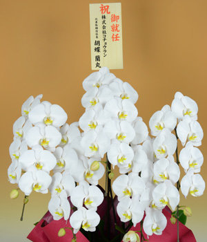 立札の選び方 日本胡蝶蘭
