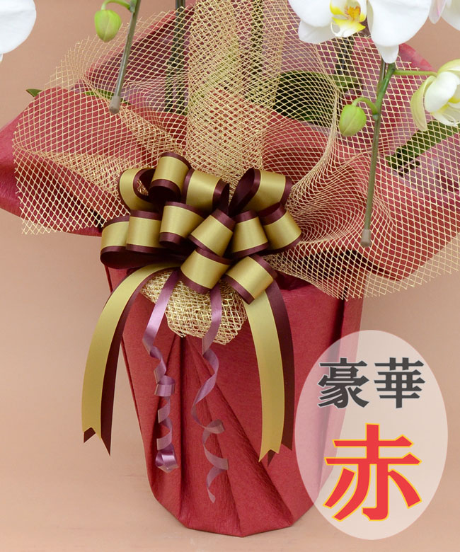 胡蝶蘭を贈る時のマナー 日本胡蝶蘭 御祝 開店祝い 開院祝い 就任祝い 移転祝い 御供などの胡蝶蘭専門店 公式通販ショップ